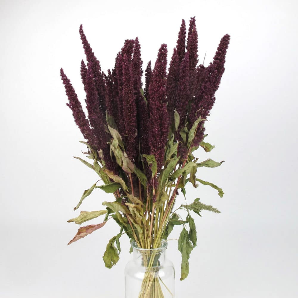 Dried Amaranthus for sale. UK delivery.